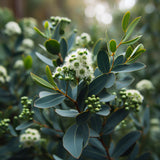 Eucalyptus globulus (Blue Gum, Tasmanian Bluegum)