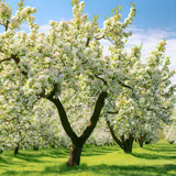 Pyrus communis (European Pear, Domestic Pear, Common Pear)