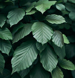 Fagus americana (grandifolia) (American Beech)