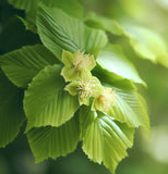 Fagus americana (grandifolia) (American Beech)