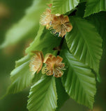 Fagus americana (grandifolia) (American Beech)