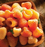 Fall Gold Raspberry Plants (Bare Roots)