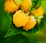 Fall Gold Raspberry Plants (Bare Roots)