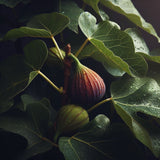 Ficus carica (Common Fig, Edible Fig)