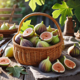 Ficus carica (Common Fig, Edible Fig)