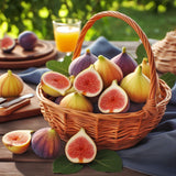 Ficus carica (Common Fig, Edible Fig)