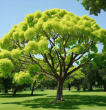 Firmiana simplex (Chinese Parasol Tree)