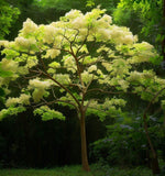 Firmiana simplex (Chinese Parasol Tree)