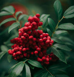 Rhus copallina (Flameleaf Sumac, Shining Sumac, Dwarf Sumac)