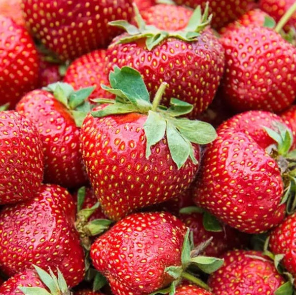 Strawberry Plants (Bare Roots)