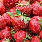 San Andreas Strawberry Plants (Bare Roots)  (Everbearing)
