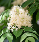 Fraxinus americana  (White Ash) wings