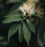 Fraxinus americana  (White Ash) wings