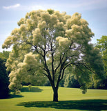 Fraxinus americana  (White Ash) wings
