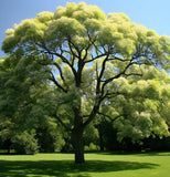 Fraxinus americana  (White Ash) wings