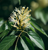 Fraxinus americana d.w. (White Ash)