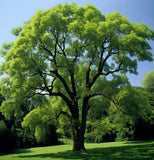 Fraxinus americana d.w. (White Ash)