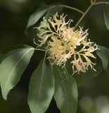 Fraxinus angustifolia (Narrowleaf Ash)