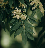 Fraxinus latifolia (Oregon Ash)