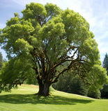 Fraxinus latifolia (Oregon Ash)