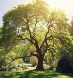 Fraxinus latifolia (Oregon Ash)