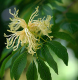 Fraxinus mandshurica wings (Manchurian Ash)