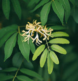 Fraxinus mandshurica wings (Manchurian Ash)