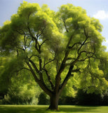 Fraxinus mandshurica wings (Manchurian Ash)