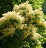 Fraxinus ornus (Flowering Ash)