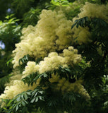 Fraxinus ornus (Flowering Ash)