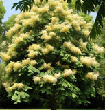 Fraxinus ornus (Flowering Ash)