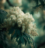 Fraxinus ornus (Flowering Ash)