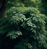 Fraxinus pennsylvanica (Green Ash)