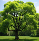 Fraxinus pennsylvanica (Green Ash)