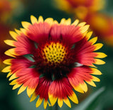 GAILLARDIA aristata (Blanketflower)