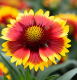 GAILLARDIA aristata (Blanketflower)