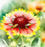 GAILLARDIA aristata (Blanketflower)