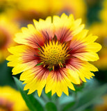 GAILLARDIA aristata (Yellow Gaillardia)