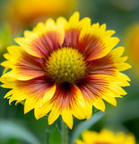 GAILLARDIA aristata (Yellow Gaillardia)