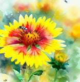 GAILLARDIA aristata (Yellow Gaillardia)