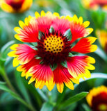 GAILLARDIA pulchella (Indian Blanket)