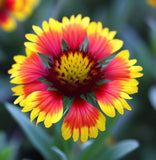 GAILLARDIA pulchella (Indian Blanket)