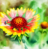 GAILLARDIA pulchella (Indian Blanket)