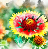 GAILLARDIA pulchella (Indian Blanket)