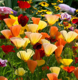 ESCHSCHOLZIA californica 'Ballerina Mix' (California Poppy, Mixed with Crimped Petals - Ballerina Mix)