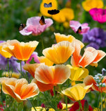 ESCHSCHOLZIA californica 'Ballerina Mix' (California Poppy, Mixed with Crimped Petals - Ballerina Mix)