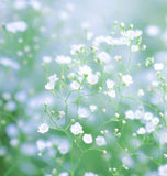 GYPSOPHILA elegans (Baby's Breath, Annual)