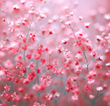 GYPSOPHILA elegans (Baby's Breath, Carmine)