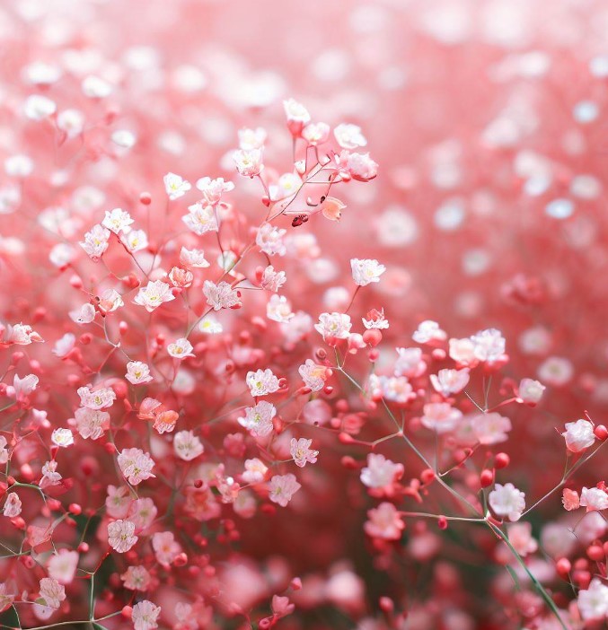 GYPSOPHILA elegans (Baby's Breath, Carmine) – MySeedsCo