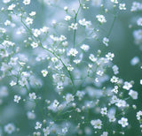 GYPSOPHILA paniculata (Baby's Breath, Perennial)